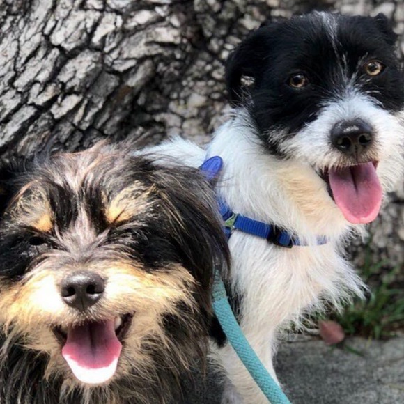 Meet your Posher, Sam - Picture 1 of 1